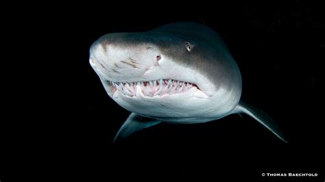 Wild Encounters Ragged Tooth Sharks — Wild Earth Expeditions