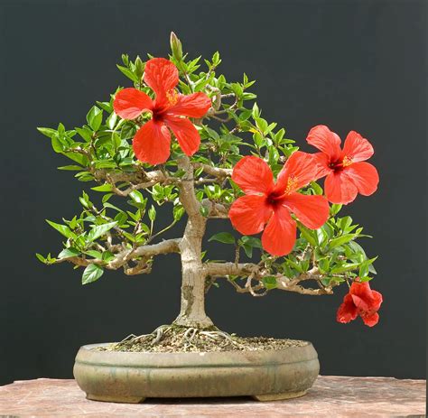 Hibiscus Rosa Sinensis Flores Cultura Mix