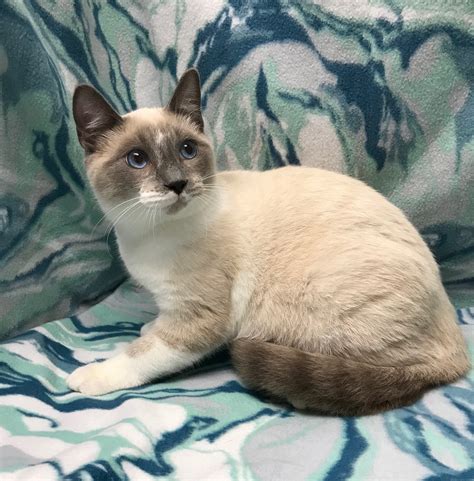Adopt Smores The Lynx Point Siamese From Cats Can Inc In Oviedo Fl