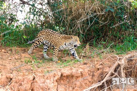 Jaguar On Riverbank From Pantanal Brazil Wild Brazilian Feline Stock