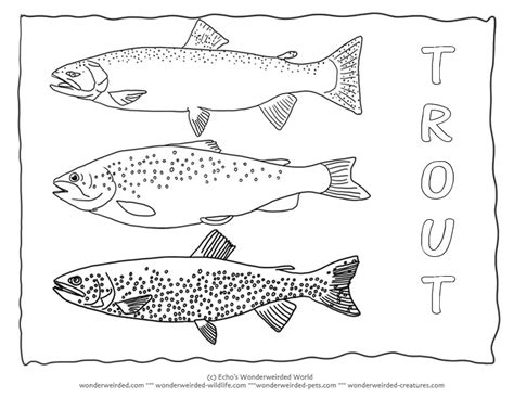 Rainbow Trout Coloring Page At Free Printable