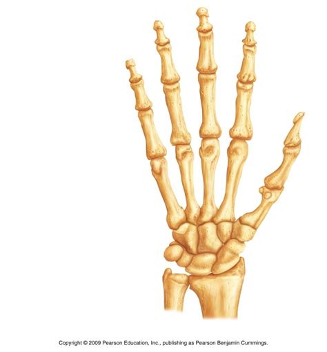Hand Bone Markings Diagram Quizlet