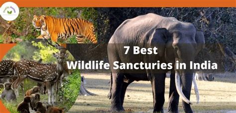 Best Wildlife Sanctuaries In India Healthy Life Human