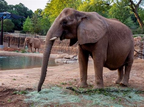 New Elephant Exhibit Opening At Zoo Atlanta Atlanta Ga Patch