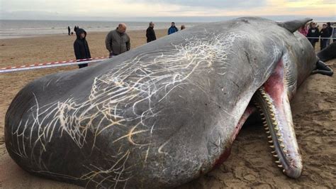 North Sea Sperm Whales Died In Hunt For Squid Bbc News