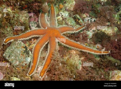 Starfish Luidia Ciliaris Granada Spain Stock Photo Alamy