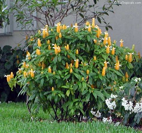 The giant yellow shrimp plant flourishes inside or outside the house. Pachystachys lutea, Yellow Shrimp Plant, Golden Shrimp ...