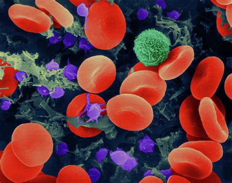 Red Blood Cells 28 Photograph By Dennis Kunkel Microscopyscience