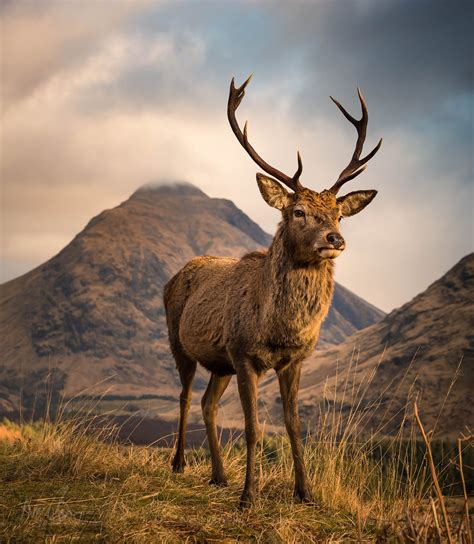A5 Scottish Highlands Red Deer Stag In Glen Etive A5 Etsy