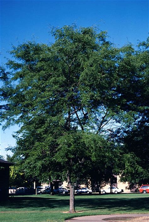 Honeylocust Genus Common Trees Of The Pacific Northwest
