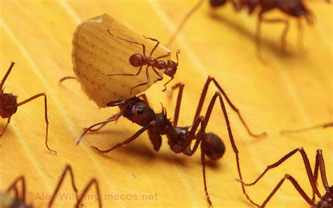 Insect Myrmecos Queen Ant Hd Wallpaper Pxfuel