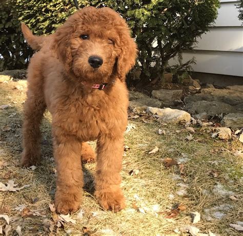 Available australian labradoodle puppies located near wilmington and raleigh nc; Euro GoldenDoodle - Pet Training - Statesville, NC - Phone ...