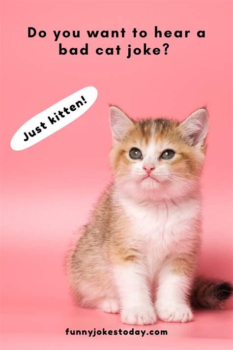 91 Hilarious Cat Jokes For 2022 Cat Jokes Funny Cats Cats