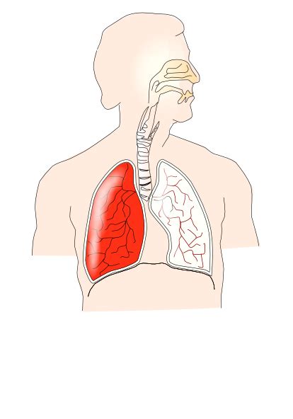 Unlabelled Respiratory System Clip Art At Vector Clip Art