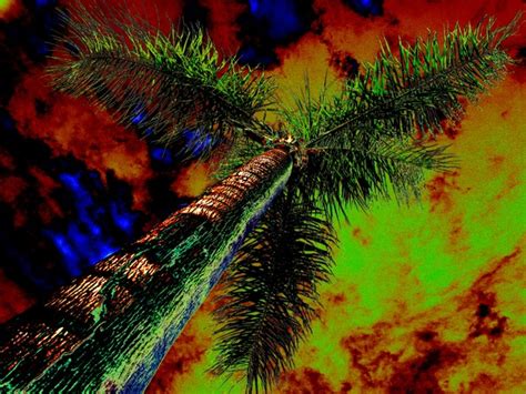 Psychedelic Palm Tree By Jordon Slaght