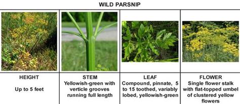Wild Parsnip New York Invasive Species Information