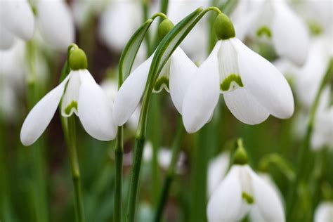 1920x1080 Wallpaper White Snowdrop Flowers In Close Up Photography