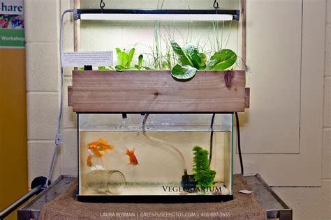 Before installing the system, consider possible problems and ways to beat them. Home easy-diy-aquaponics.weebly.com