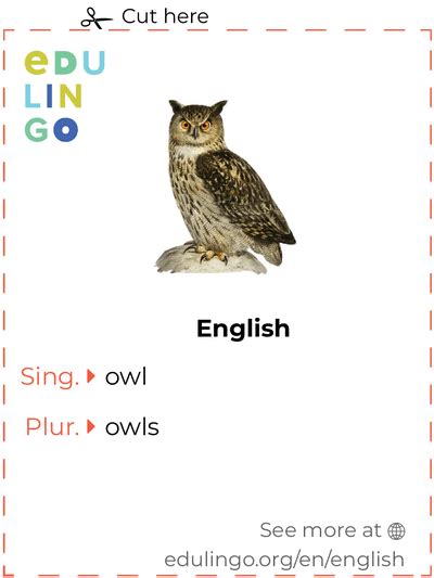 Owl In English • Writing And Pronunciation With Pictures