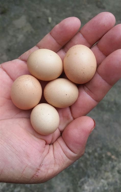 Telur Ayam Jantan Fakta Menarik Dan Keunikan Telur Ayam Jantan Dalam