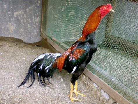 Ciri ciri tulang kaki geser. Ciri-Ciri Umum Ayam Laga - Ayam Laga (Artikel lengkap ...