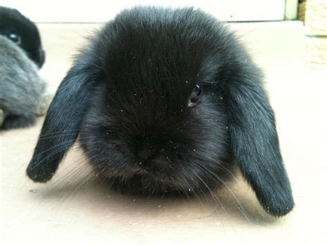 For Sale Mini Lop Bunny Rabbits