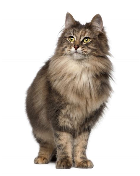 Norwegian Forest Cat Cats Breed Information Omlet