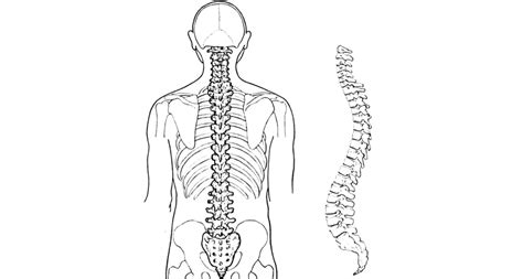 It is divided into segments: How Does the Human Spine Work? | America Top 10