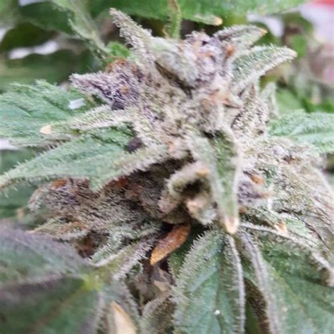 Dinafem Purple Afghan Kush Grow Journal By Andres Growdiaries