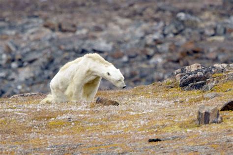 Canada : les terribles images d’un ours polaire sur le point de mourir