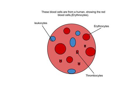 Diagram showing bloodstream inside a vein red white blood. 31 Red Blood Cell Diagram Labeled - Wiring Diagram List