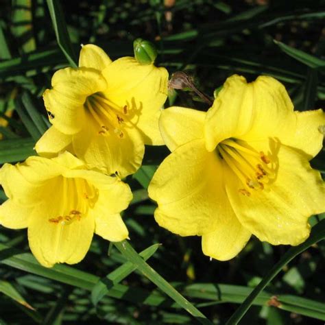 Home And Living Daylily Itsy Bitsy Spider Bareroot Outdoor And Gardening