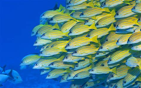 Hd Wallpaper Ocean Fish Underwater Sea Animals Fish Hd Art Wallpaper