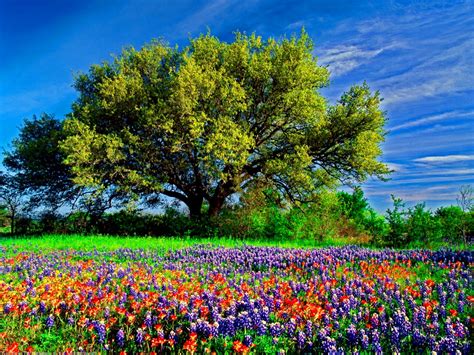 Field Of Flowers Texas Hill Country Scenery Hill Country