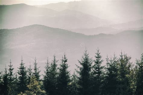 Beautiful Foggy Mountain Pine Tree Forests Covering With A Lot Of Fog
