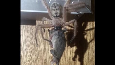Captan a enorme araña devorando zarigüeya en Australia GM Noticias