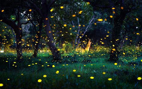 The Fireflies Join A Choir