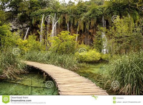 Deep Forest Stream Crystal Clear Water Stock Photo Image Of