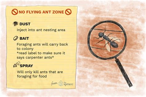 How To Get Rid Of Flying Ants All You Need Infos