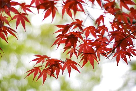 Hd Wallpaper Red Maple Leaf Leaves Branches Glare Tree Japan