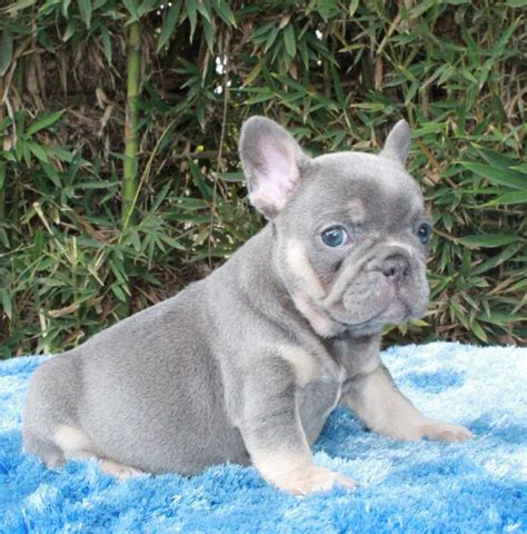 Find a lilac french bulldog on gumtree, the #1 site for dogs & puppies for sale classifieds ads in the uk. Blue Fawn Vs Lilac French Bulldog | French Bulldog