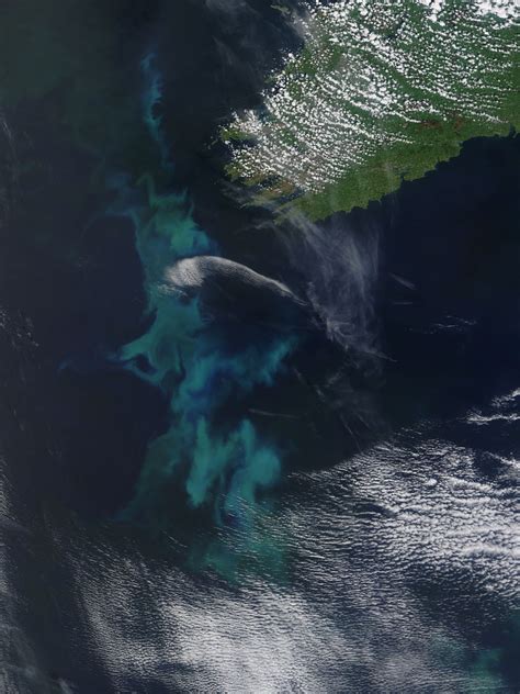 Phytoplankton Bloom Off Ireland
