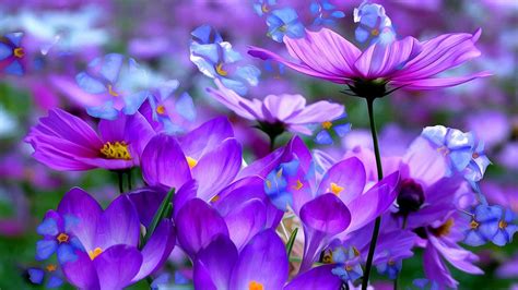 Download Serene Purple Flowers Field Background