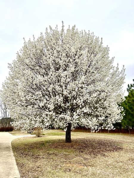 Callery Pear Bradford And Other Varieties And Their Invasive Progeny
