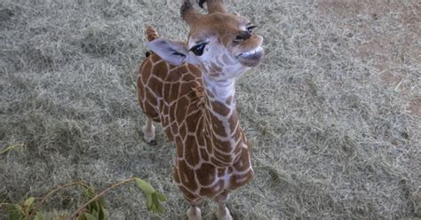 Msituni The Giraffe Calf Is Up And Running San Diego Zoo Wildlife