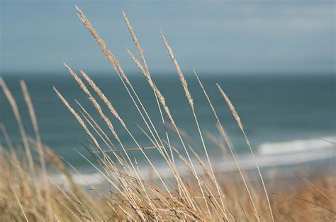 Beach Grass Photograph By Jill Ferry Photography Fine Art America
