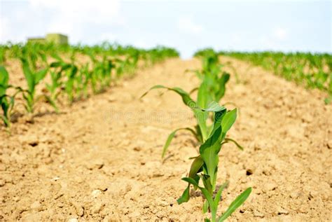 farmer growing corn stock image image of gardening crop 13223545