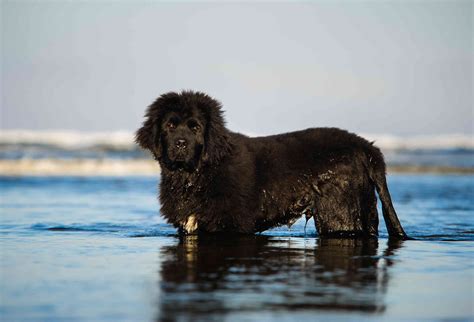 10 Best Dog Breeds For Swimming And Water Activities