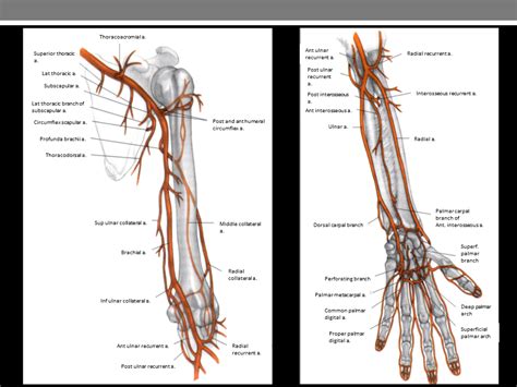 Upper Extremity Vasculature Anatomy