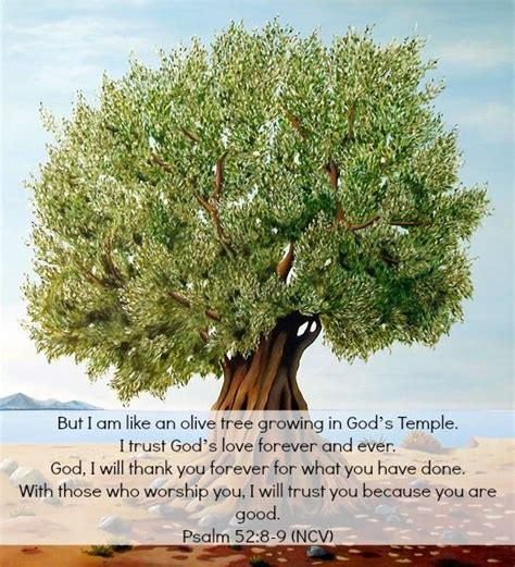 But I Am Like An Olive Tree Growing In Gods Temple I Trust Gods Love